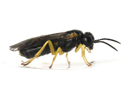 Aneugmenus coronatus